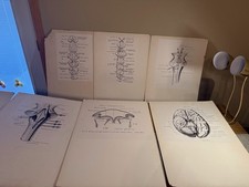 Vintage Harvard Medical School Anatomy Charts Lot Dr Elizabeth Pierce Brain Stem picture