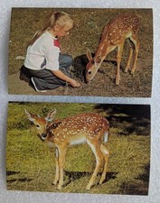 Vintage Postcards   Aqualand, Boulder Junction Wisconsin New Old Stock  picture