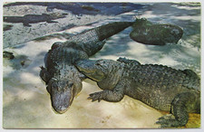 Florida Alligators St. Petersburg Tampa Clearwater  Postcard picture