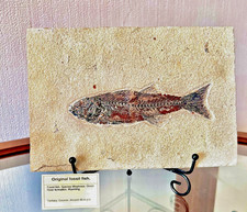 Fossil fish on matrix. Circa 48 m.y.o. Species  Mioplosus. picture