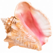 Large Queen Pink Conch Shell Natural Sea Shell Beach Coastal Wedding Decor 7-10 picture