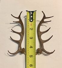 Cuckoo Clock Deer Antlers 5 inches (pairs) Germany - Top Quality. picture