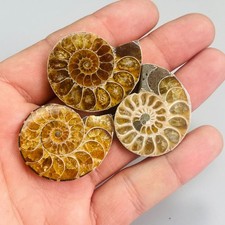 3PC Natural ammonite quartz Quartz Crystal Specimen Reiki Healing Gift picture