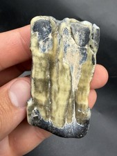PARTIAL ICE AGE MAMMAL TOOTH FOSSIL BEAUTIFUL BLUE ENAMEL RIVER ROLLED picture