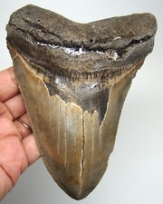 MEGALODON Shark tooth Real Fossil XXL 5.21” Huge Shark teeth - NO Restorations picture