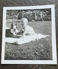 Rare 1940s Photo Boston Terrier Dog Cropped Ears Laughing Baby Lawn Garden Snaps picture