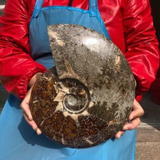 8.55LB Large Natural Beautiful Ammonite Fossil Conch Crystal Specimen Healing picture