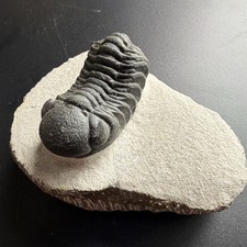 Phacops sp. Trilobite Fossil Specimen on Matrix from Morocco picture