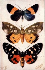 British Butterflies and Moths Tuck 9262 Vintage Postcard N07 picture