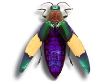 Chrysochroa saundersii XL +50mm Beautiful Jewel Beetle saundersi Unmounted USA picture