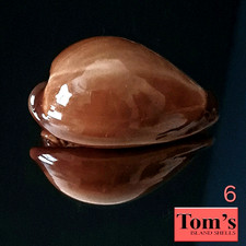 Cypraea adusta #6  43.1mm GORGEOUS BEAUTY from Zanzibar Island picture