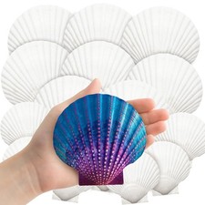18PCS Large Natural Scallop Shells,2''3'' 4''5'' White Seashells Bulk for Cra... picture