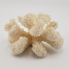 Vintage Natural Coral Tree Shell White Pocillopora Cauliflower 2.25