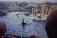 c1970's 35mm Slide SeaWorld San Diego Shamu Goes Hollywood Orca Show Sign Water picture