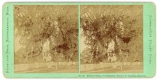 MASSACHUSETTS STEREOVIEW - Northampton - Edward's Elms - Knowlton Brothers 1870s picture
