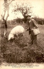 Ain Périgord Truffle Harvest Departure, L. Garde Libourne 699 Postcard picture