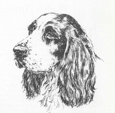 English Springer #2 - CUSTOM MATTED - 1963 Vintage Dog Art Print 0507 CLD picture