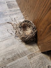 REAL ABANDONDED House Sparrow BIRD NESTs NICE & TIGHT NATURAL picture