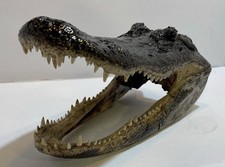 Genuine American Alligator Head 13-14” From 8’ Wild Louisiana Gator picture
