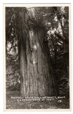 Vintage Washington State Roosevelt Cedar RPPC Postcard Clallam Co Big Tree 31 FT picture