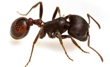 Queen Ant with 1-5 Workers Pogonomyrmex Rugosus Queen ants (Rough Harvester Ant) picture