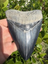 5.06” Collector Quality Megalodon Shark Tooth Georgia No Repair picture