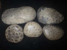 Unpolished Petoskey Stones Almost 2 Pounds picture