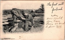Postcard Man Milking Cow into Mouth of Cat on Farm Ellenville New York 1906 picture