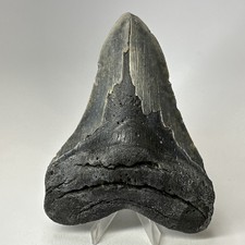 Megalodon Shark Tooth 5.40 Inch - Amazing - Serrated Fossil - Authentic 20082 picture