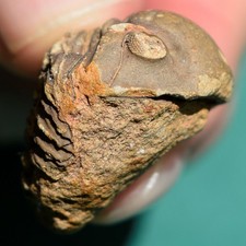 Trilobite, Vogesina aspera: ultra rare Bolivia devonian trilobite fossil picture