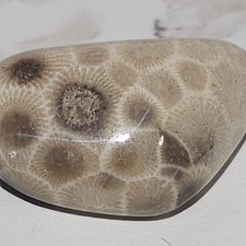Michigan Polished Petoskey Stone Hexagonaria .8 Oz picture