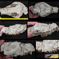 Oreodont Upper Skull, Merycoidodon, Fossil, Badlands S Dakota, Oligocene, O1644 picture