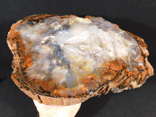 Nice BARK BIG Polished Rainbow Petrified Wood ROLLER Fossil Arizona 5395gr picture