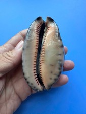 83.1mm | Mauritia arabica asiatica | TRUE GIANT size | F+++ | RARE | Nice Shell picture