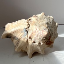 Vintage Large 9” Whelk Seashell Pink Coral NC Beach House Coastal Decor Natural5 picture