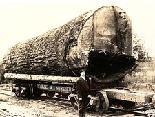1910 RPPC Logging Douglas Fir Log Antique Real Photo Postcard Washington Train picture