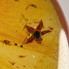 UNUSUAL FLOWER in Burmese / Burmite amber fossil / 100% genuine  picture