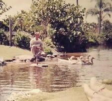 YF19 35mm Original Slide Classic AMERICANA BIRDS MAN FEEDING DUCKS stream picture