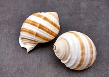 Large Striped Tun Seashells Tonna Sulcosa (2 shells approx. 3+ inches) picture