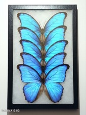 MORPHO DIDIUS A1/A- LOT OF 5 BUTTERFLIES MOUNTED RIKER FRAMED FROM PERU  picture