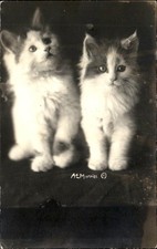 Two fluffy kittens Studio Image c1930s-40s Real Photo Vintage Postcard picture
