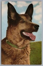 German Shepherd Dog Portrait Alfred Mainzer Postcard picture