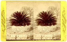 LOUISIANA STEREOVIEW - New Orleans - Sago Palm - 1880s picture