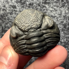 Pedinopariops Trilobite Fossil – Beautiful Curved Display ✅ picture