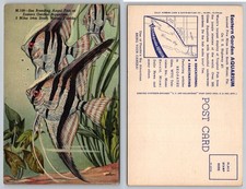 Angel Fish Eastern Garden Aquarium South Miami Florida Postcard picture
