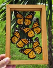 REAL FRAMED BUTTERFLIES 4 MONARCH AMAZING BUTTERFLIES MOUNTED DOUBLE GLASS  picture
