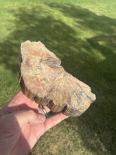 Beautiful Southern Utah Old West Petrified Wood Pink In Color Cabin Decor picture