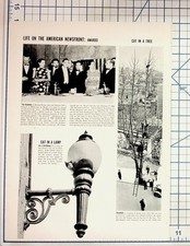 1937 Magazine Page Oscars Frank Capra Cat in Lamp Jersey City Cat in Tree picture