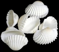 White Ark Shells measuring  1 3/4 to 2 1/2