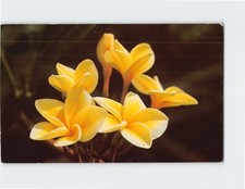 Yellow Plumeria Blossoms Hawaii USA Q-11418 picture